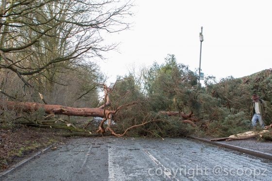 eaton road closed tree blown down chester (16 of 18)