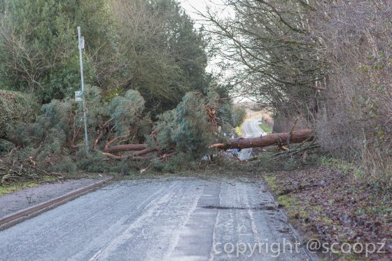 eaton road closed tree blown down chester (3 of 18)