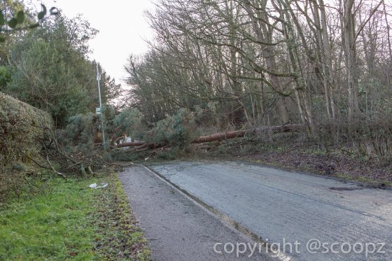 eaton road closed tree blown down chester (4 of 18)