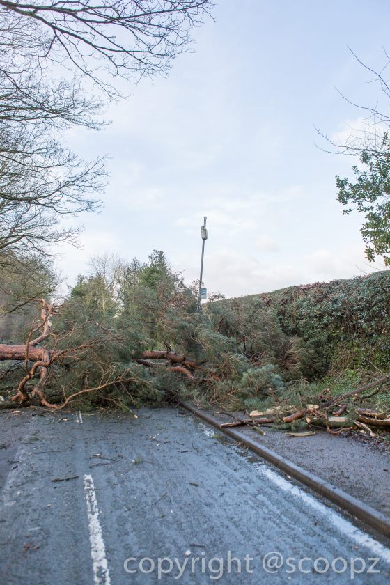 eaton road closed tree blown down chester (12 of 18)