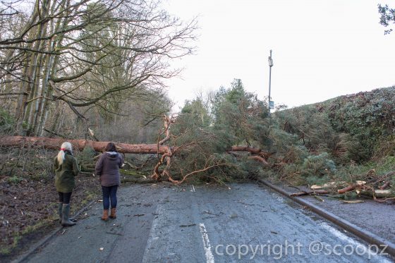 eaton road closed tree blown down chester (13 of 18)