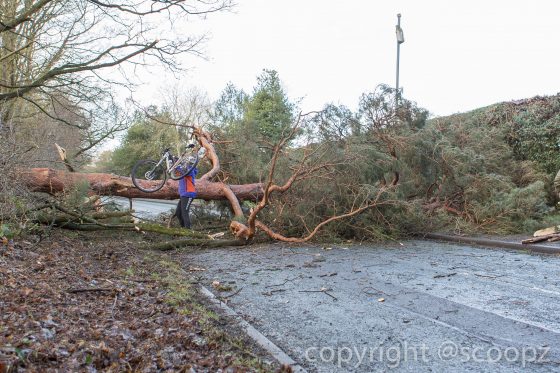 eaton road closed tree blown down chester (14 of 18)